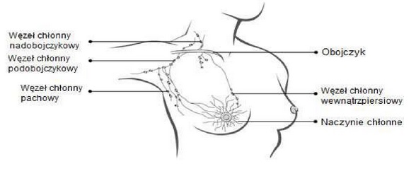 układ limfatyczny piersi